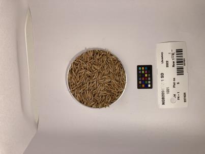 Click for 1 image(s) for this accession. SEED